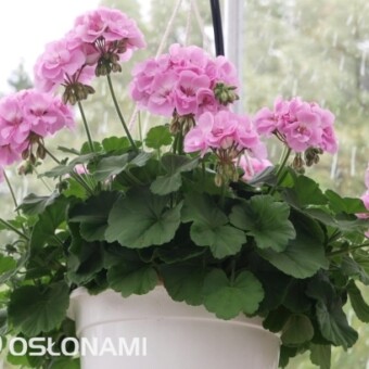 'Belcanto' w wiszącym pojemniku, fot. 1-2, 4-9 AC